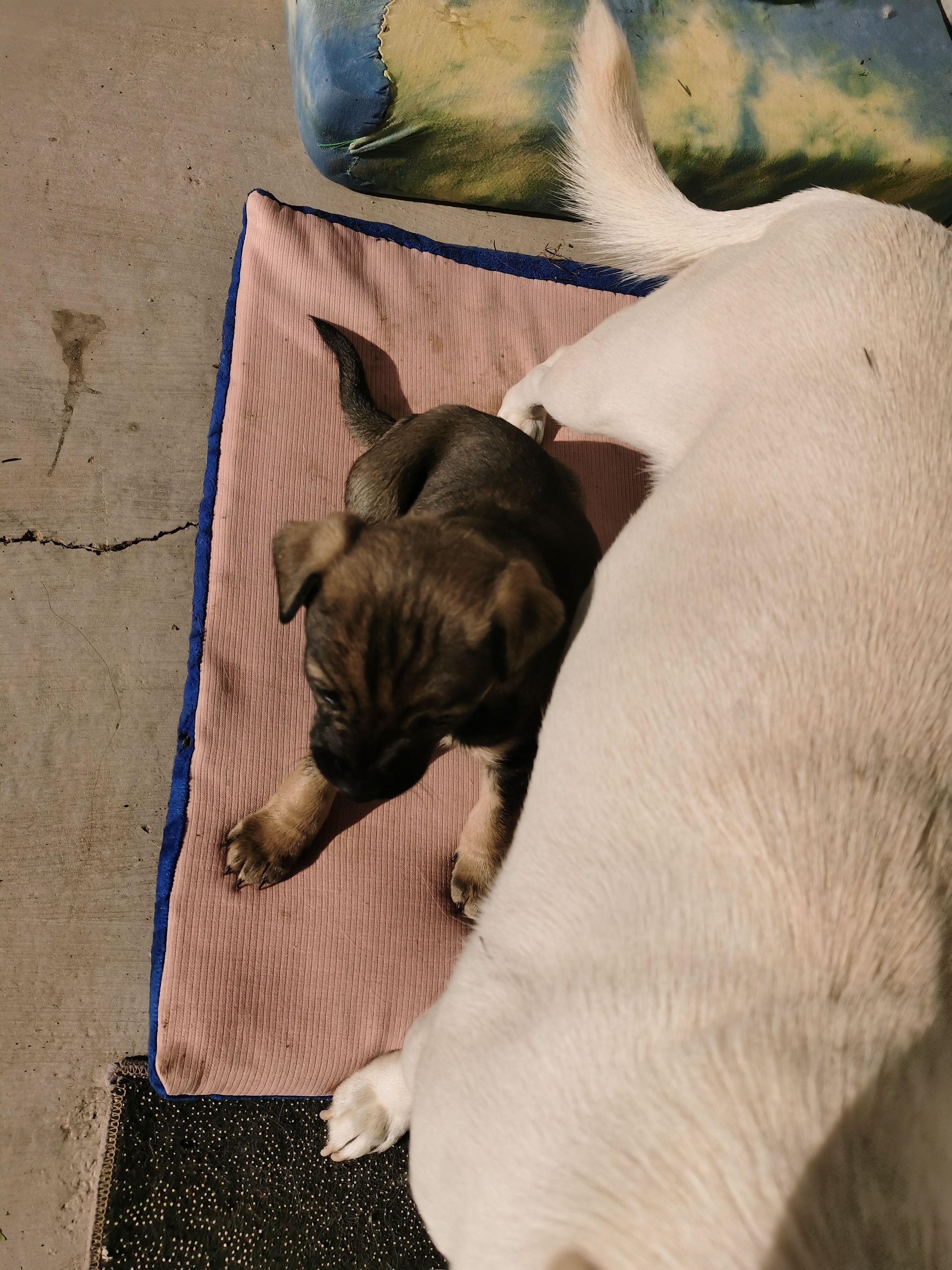 中华田园犬，足月可吃辅食
